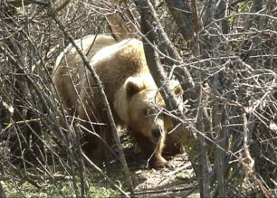 Καστοριά: Ο αντιπεριφερειάρχης ζητά τη θανάτωση αρκούδας!