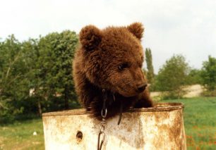 Ζητούν επικαιροποίηση των μέτρων για συνύπαρξη ανθρώπου και αρκούδας