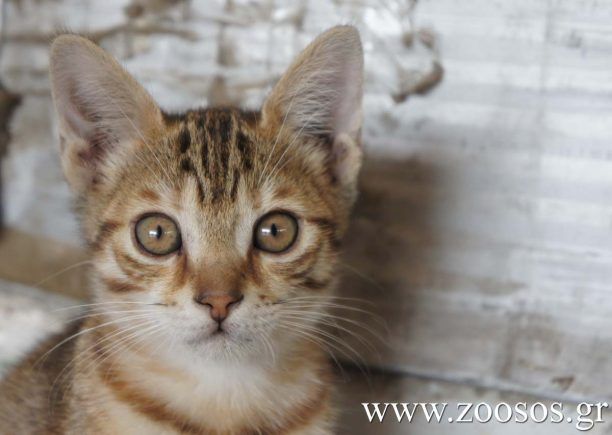 Η γάτα - μασκότ των εργαζομένων επιχείρησης στο Κρυονέρι