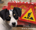 Οι υπάλληλοι του Δήμου Χαϊδαρίου έσωσαν τη σκυλίτσα με το κουτάβι της