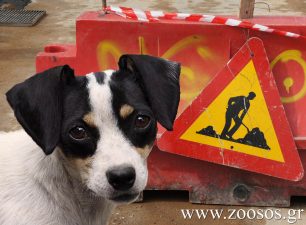 Οι υπάλληλοι του Δήμου Χαϊδαρίου έσωσαν τη σκυλίτσα με το κουτάβι της