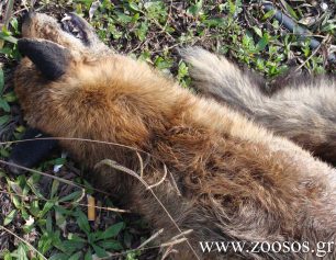 Απευθύνθηκαν στον εισαγγελέα του Άρειου Πάγου για την παράνομη μαζική εξόντωση αλεπούδων