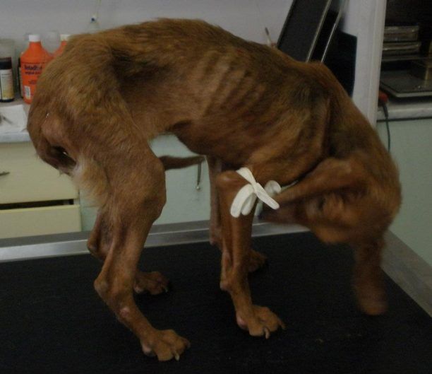 Καβάλα: Σκελετωμένος και άρρωστος σκύλος χρειάζεται βοήθεια