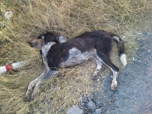 Θεσσαλονίκη: Προτίμησε να σκοτώσει τον σκύλο αντί να κόψει ταχύτητα!