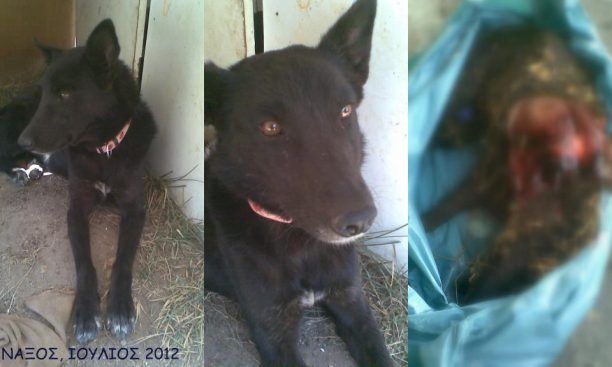 Νάξος: Εκτέλεσε σκυλίτσα μέσα στο καταφύγιο ζώων