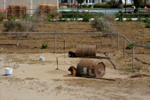 Βαρελόσκυλα βλέπει η Γερμανίδα τουρίστρια και στη Νάξο...