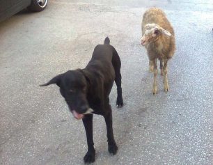 Επτάλοφος Θεσσαλονίκης: Αδέσποτο και το πρόβατο και ο σκύλος