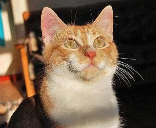 Ο Σορμπέ: Ένας ξανθούλης γάτος σκέτη γλύκα!