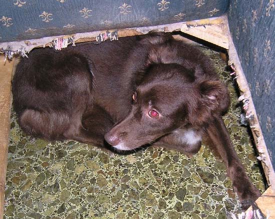 Έχασαν θηλυκό σκύλο στο σταθμό Αττική του Η.Σ.Α.Π. στην Αθήνα