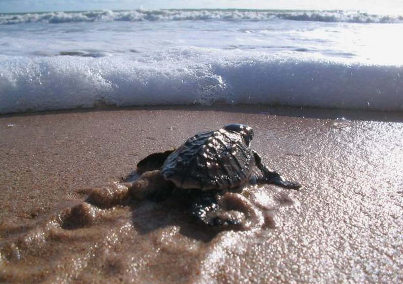 Έβαψαν τις λάμπες μαύρες από την πλευρά της ακτής για να σώσουν τα χελωνάκια caretta – caretta στην παραλία του Λαγκούβαρδου
