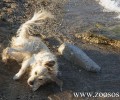 Πέραμα: Πάλευε ο παράλυτος σκύλος να βγει από τη θάλασσα