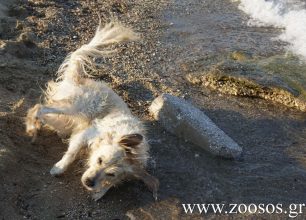 Πέραμα: Πάλευε ο παράλυτος σκύλος να βγει από τη θάλασσα