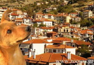 Φόλες στα αδέσποτα και στην τουριστική Αράχωβα