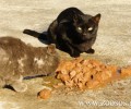 Ζητείται άτομο για τάισμα αδέσποτων γατιών επί πληρωμή στο Περιστέρι Αττικής
