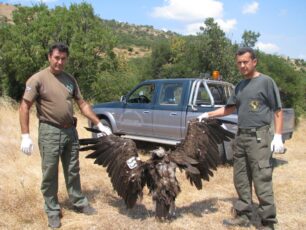 Νεκρός από φόλα και σπάνιος Μαυρόγυπας στα Λουτρά Αλεξανδρούπολης