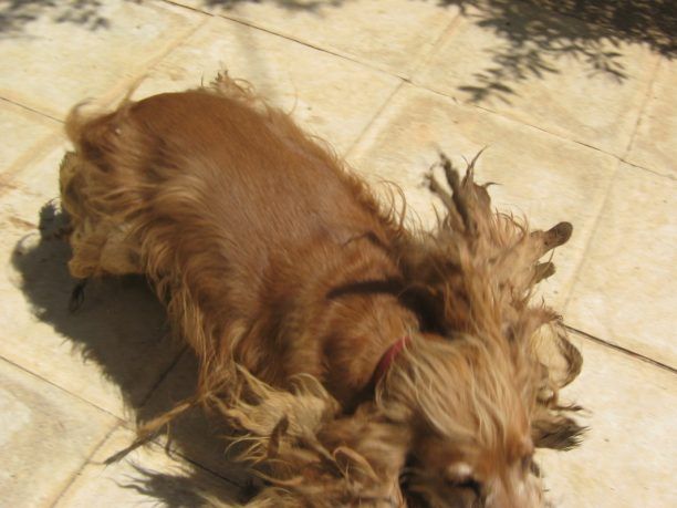 Άνω Γλυφάδα: Βρήκαν τα σκυλιά να ζούν μέσα στα κόπρανα ακούρευτα για μήνες (βίντεο)