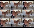 Σκελετωμένος σκύλος ράτσας Κούρτσχααρ στην Τούφα Χαλανδρίου Αττικής