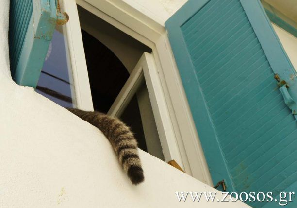 Μια φουντωτή ουρά στο περβάζι