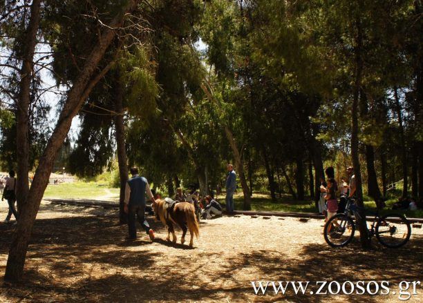 Σπάρτη: Τον αθώωσαν για την εκμετάλλευση του πόνυ λόγω άγνοιας του νόμου