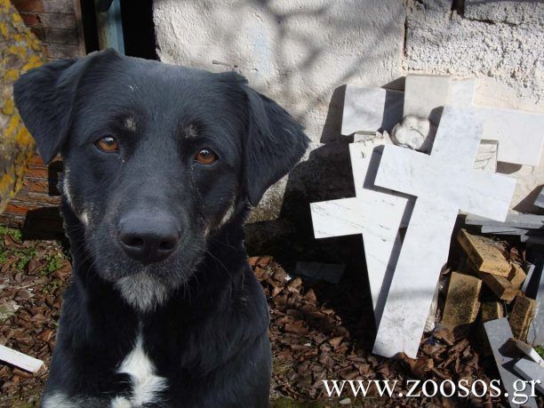 Ηράκλειο Κρήτης: Έθαψε ζωντανό σκύλο μέσα σε κενό τάφο!