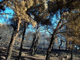 Απαράδεκτη η αναστολή της θήρας μόνο για μία εβδομάδα στη Χίο
