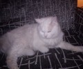 Βρέθηκε - Χάθηκε στο Αιγάλεω άρρωστος λευκός γάτος Αγκύρας