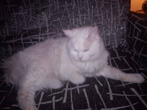 Βρέθηκε - Χάθηκε στο Αιγάλεω άρρωστος λευκός γάτος Αγκύρας
