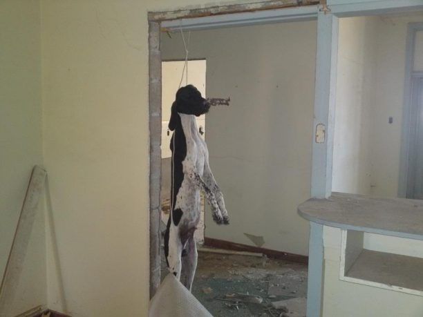 Γούρνες Ηρακλείου Κρήτης: Κρέμασαν σκύλο σε εγκαταλελειμμένο κτίριο