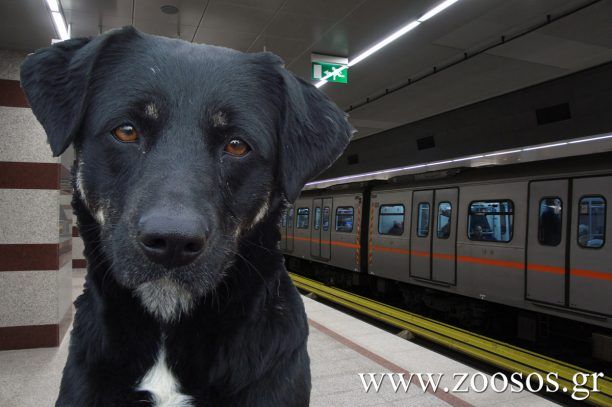 Αττικό Μετρό: Τι απαντά για την είσοδο σκύλων – συνοδών αναπήρων
