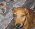 Ο σκύλος που βρέθηκε στο Σούνιο επείγει να μεταφερθεί σε κτηνίατρο - οφθαλμίατρο