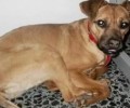 Χάθηκε σκύλος στην Παλαιά Πεντέλη Αττικής
