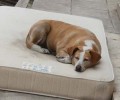 Ο σκύλος δεν γλύτωσε από τις ρόδες του αυτοκινήτου στην Αθήνα