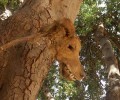 Χανιά: Έκοψε και κρέμασε το κεφάλι του σκύλου σε δέντρο