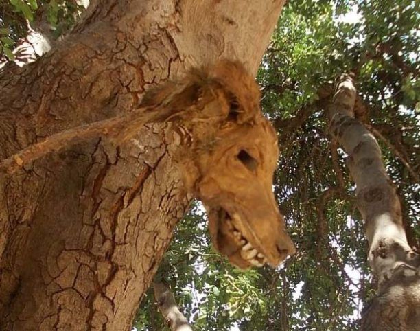Χανιά: Έκοψε και κρέμασε το κεφάλι του σκύλου σε δέντρο