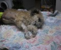 Σαλαμίνα: Δεν άντεξε η σκυλίτσα με τον τεράστιο όγκο