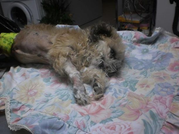 Σαλαμίνα: Δεν άντεξε η σκυλίτσα με τον τεράστιο όγκο