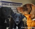 Δήμος Ασπρόπυργου: Αποφάσισε στειρώσεις και περίθαλψη αδέσποτων σκυλιών