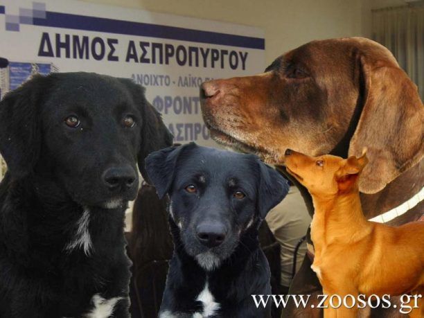 Δήμος Ασπρόπυργου: Αποφάσισε στειρώσεις και περίθαλψη αδέσποτων σκυλιών