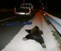 Ιωάννινα: Σκοτώθηκε αρκούδα αφού χτυπήθηκε από δύο Ι.Χ. στην Εγνατία Οδό
