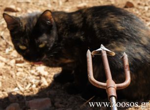 Τεμένη Αιγίου: Βρήκε την γάτα χτυπημένη με καμάκι ψαροντούφεκου!