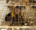 Που πήγαν την μαϊμού την οποία είχαν σε κλουβί ως θέαμα για τους πελάτες ταβέρνας στην Αγκάλη Χρυσής Ακτής Πάρου; (Βίντεο)