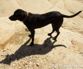 «Aντικαλλιστεία» σκύλων στα Χανιά