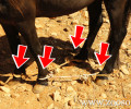 Εγκύκλιος του ΥΠ.Α.Α.Τ. για την προστασία των ιπποειδών (αλόγων, μουλαριών, γαϊδουριών)