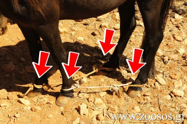 Σκελετωμένα και παστουρωμένα άλογα με δεμένα τα πόδια διαρκώς εκτεθειμένα στον ήλιο στη Νάουσα της Πάρου (βίντεο)