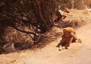 Χανιά: Τους απείλησε επειδή πήγαν να σώσουν τα σκυλιά