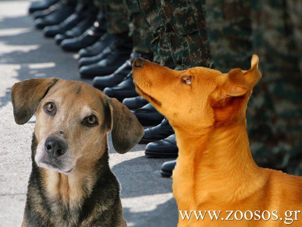 Άρρωστο σκυλί στο Κέντρο Εκπαίδευσης Πυροβολικού στη Θήβα