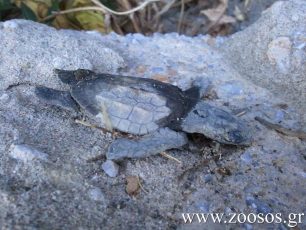 Νεκρό θαλάσσιο χελωνάκι στην Ικαρία