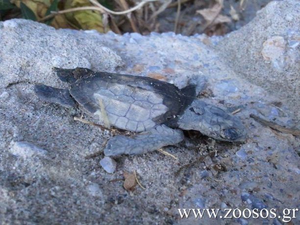 Νεκρό θαλάσσιο χελωνάκι στην Ικαρία