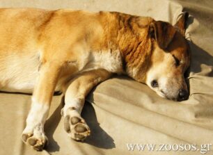 Κεραμειά Λέσβου: Εκτέλεσε με καραμπίνα τρία σκυλιά