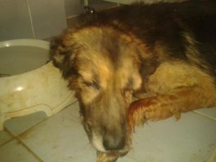 Πέθανε το σκυλί που βασανίστηκε άγρια στην Λευκόβρυση Κοζάνης